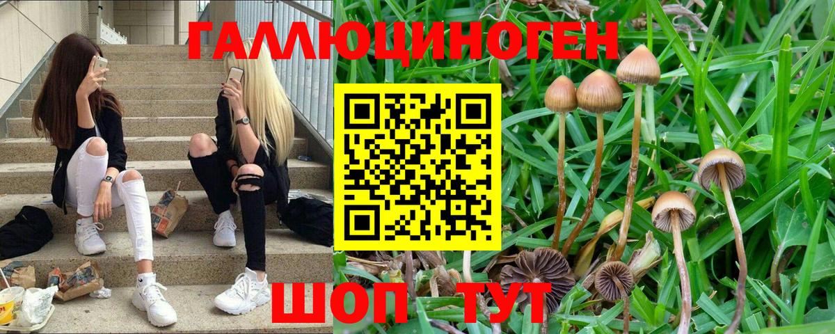 Новоалександровск  Галлюциногенные грибы мицелий  Вход с VPN 